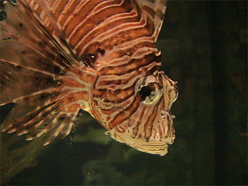 Lion Fish