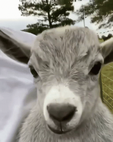 1732787568106.gif