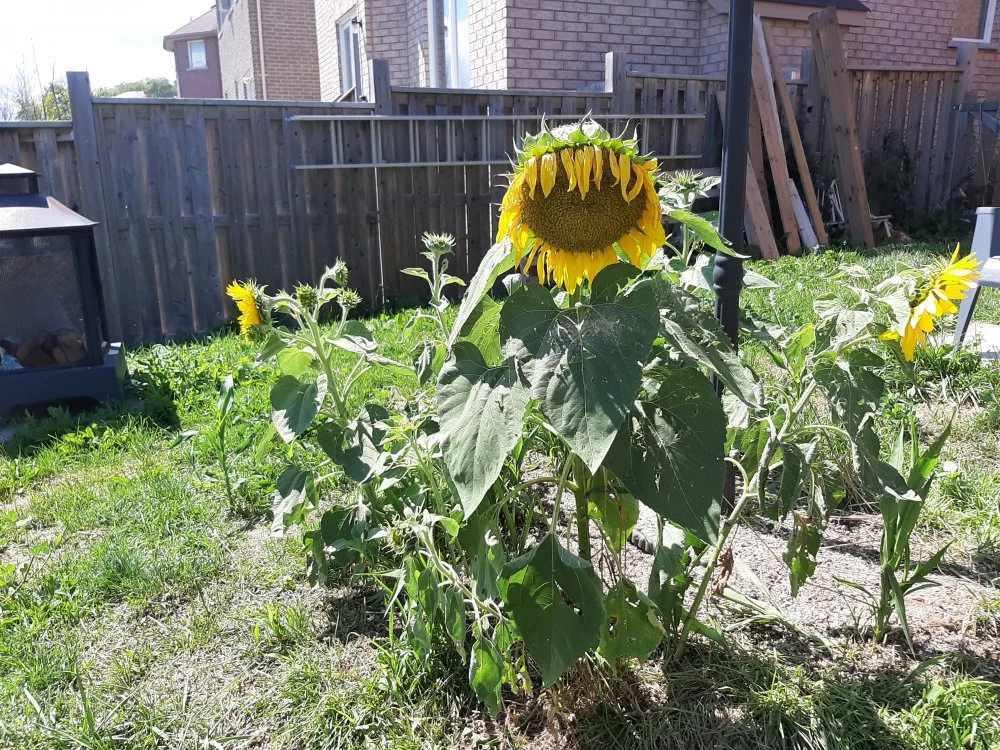 20200807_145823.webp