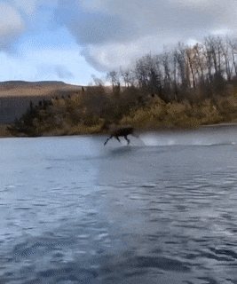 56.gif