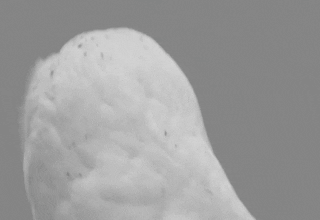 6.gif