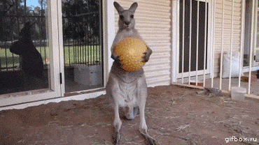 66.gif