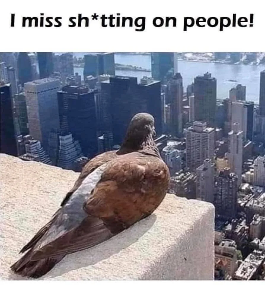 93202995_3040139669381649_4721775981663092736_n.webp