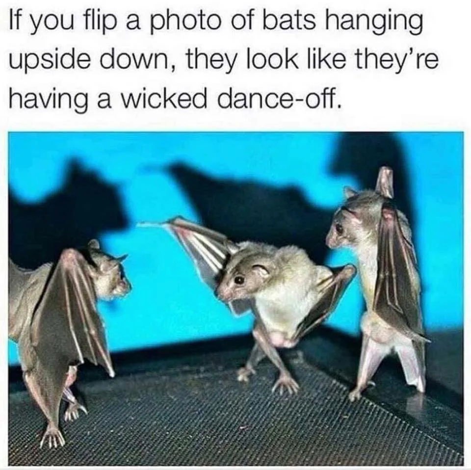 bats.webp