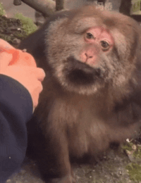 bc.gif