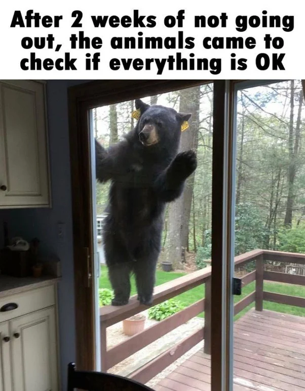 Bear joke.webp