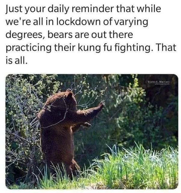 bear kung fu.webp