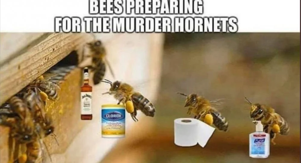 bees.webp