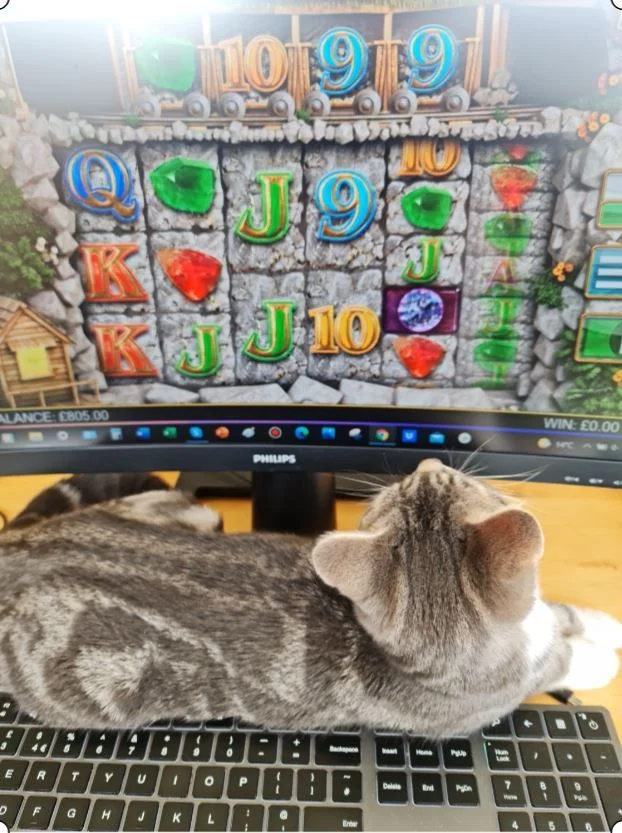 cat-bonanza..JPG