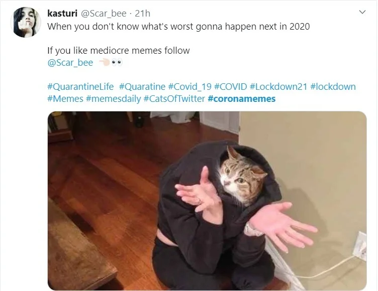 catty.webp