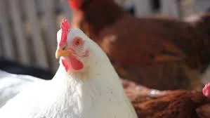 113879