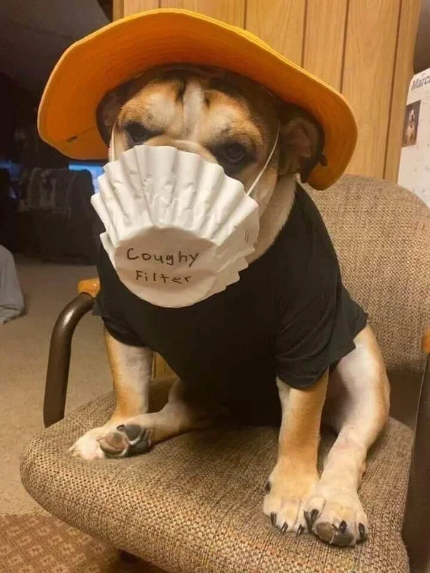 Corona dog.webp