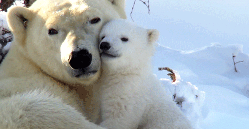 cuddle.gif