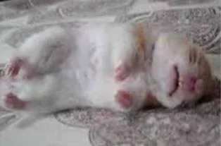 deadhamster.webp
