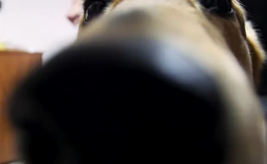dog.webp