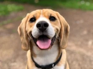 doggy.webp