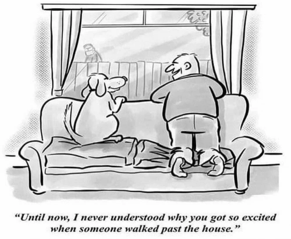 dog's life.webp