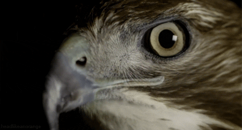 falcon.gif
