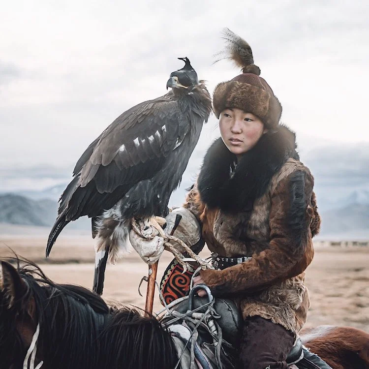falconry.webp