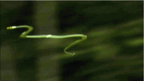 fl.gif
