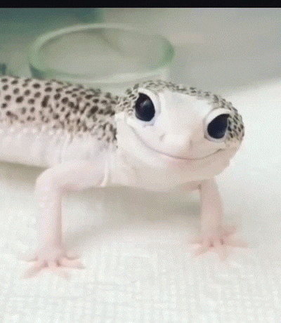 flirt.gif