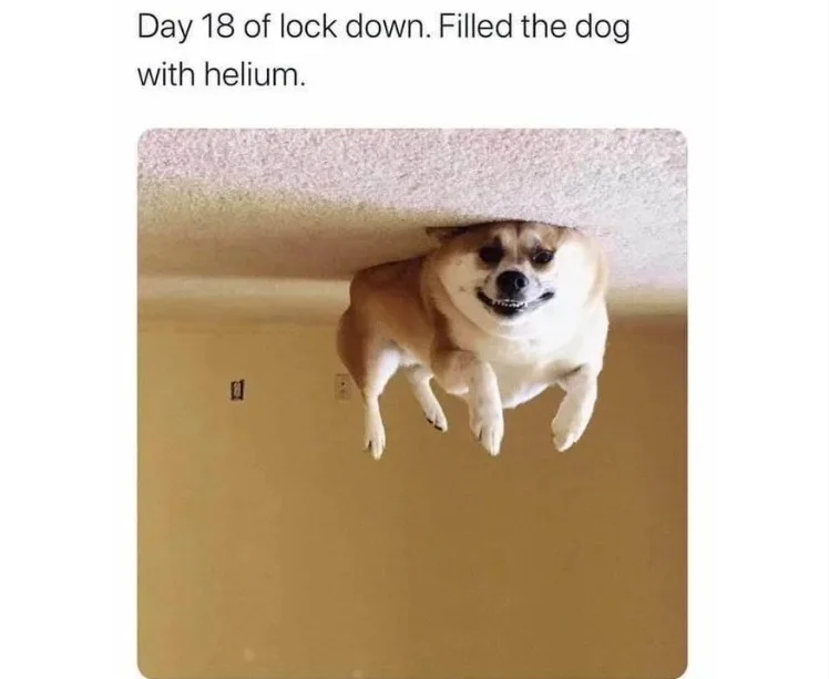 floaty fido.webp