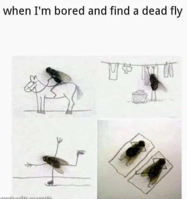 fly.webp