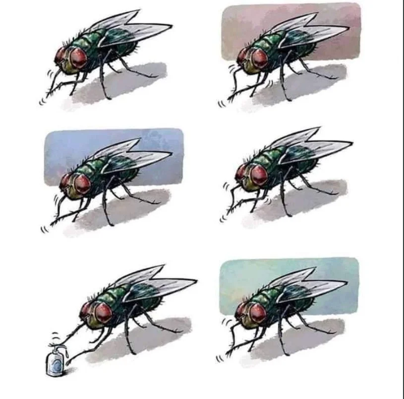 fly.webp