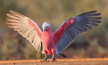 Galah with wings out.webp
