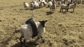 goat.gif