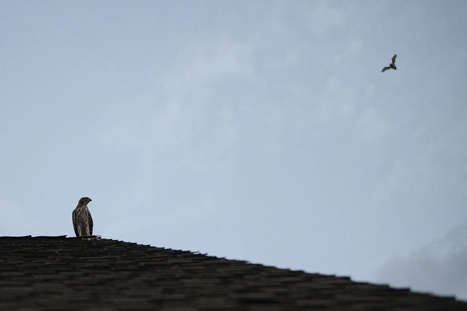 hawk-bat-cropped-web.webp