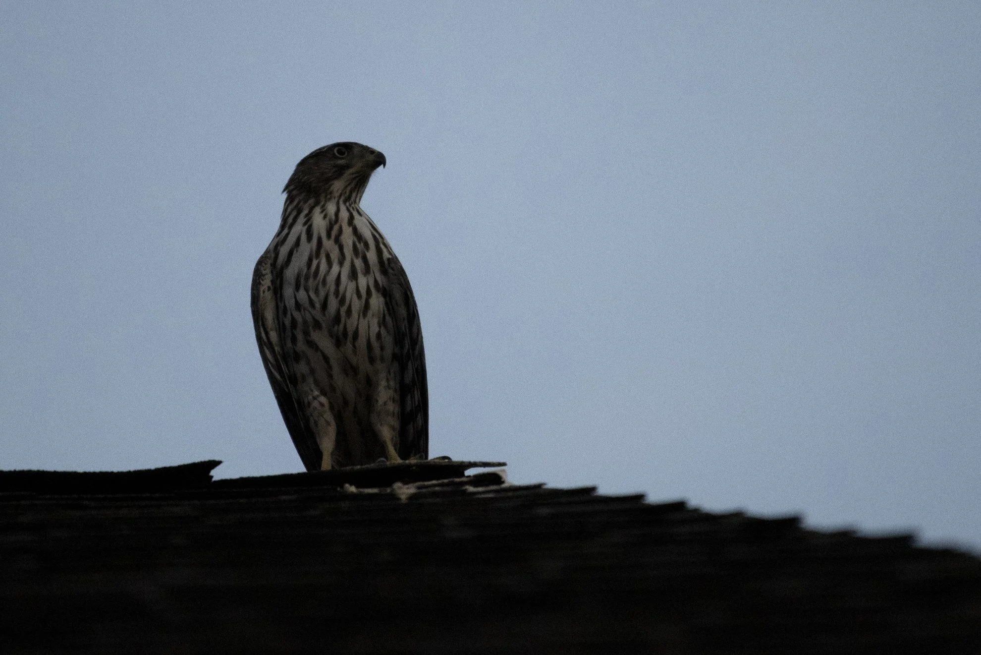 hawk-cropped.webp