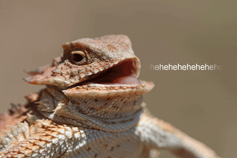 heh.gif