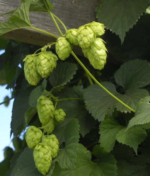 hops.webp