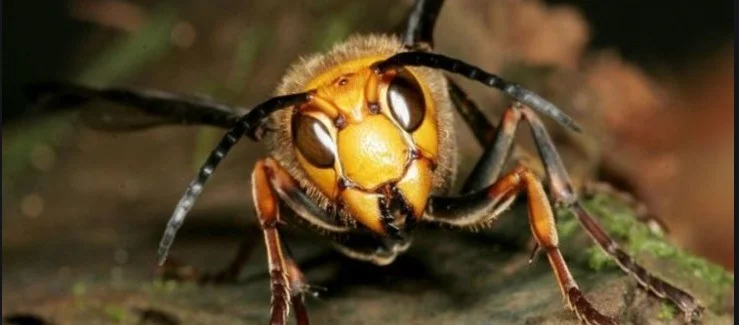hornets.webp