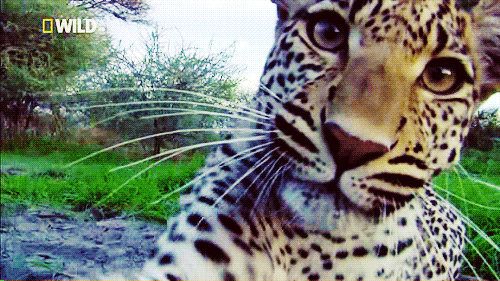 jag.gif