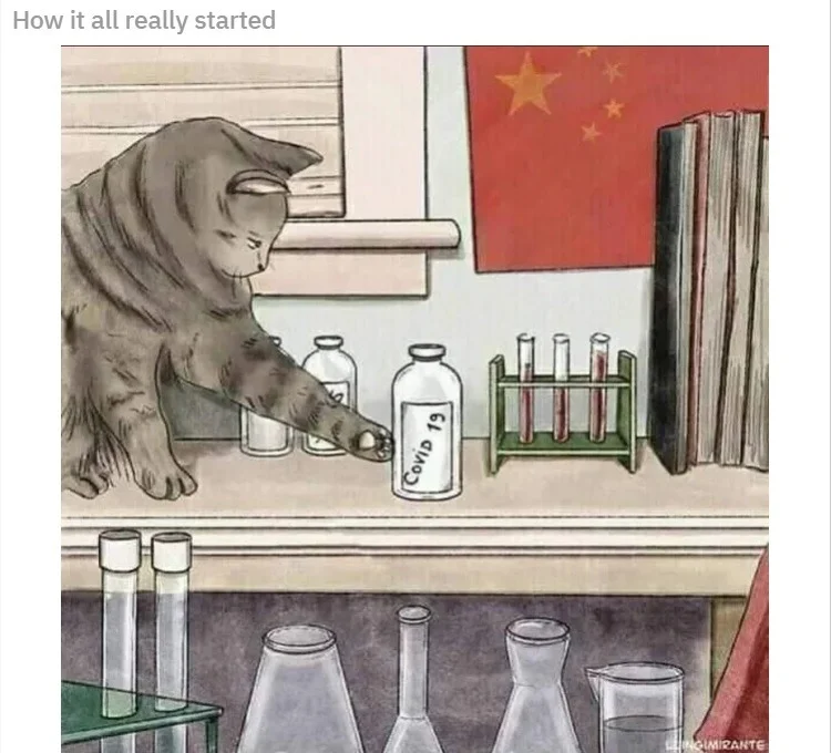 jinxy cat.webp