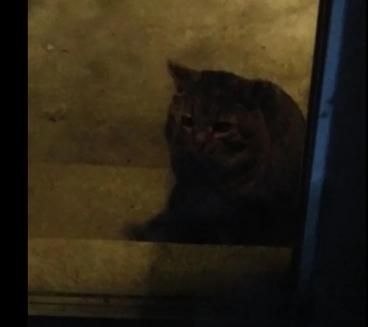 kitty.webp