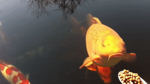koi.gif