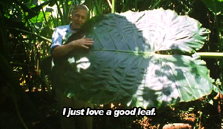 leaf.gif