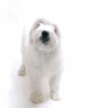li6.gif