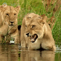 lions.gif