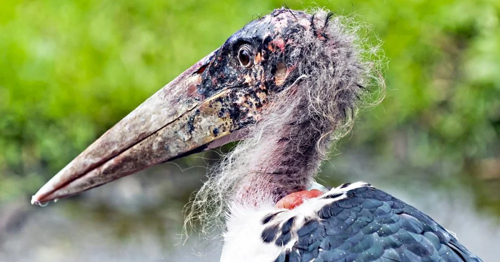 Marabou stork.webp
