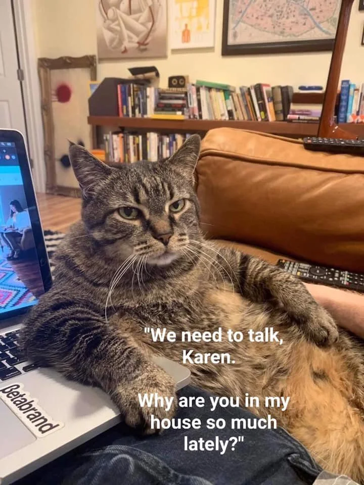 moggy.webp