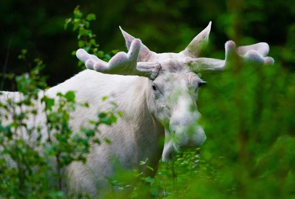 moo.jpg