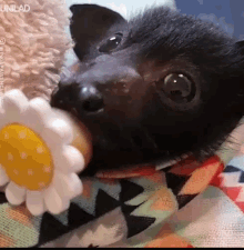 n.gif
