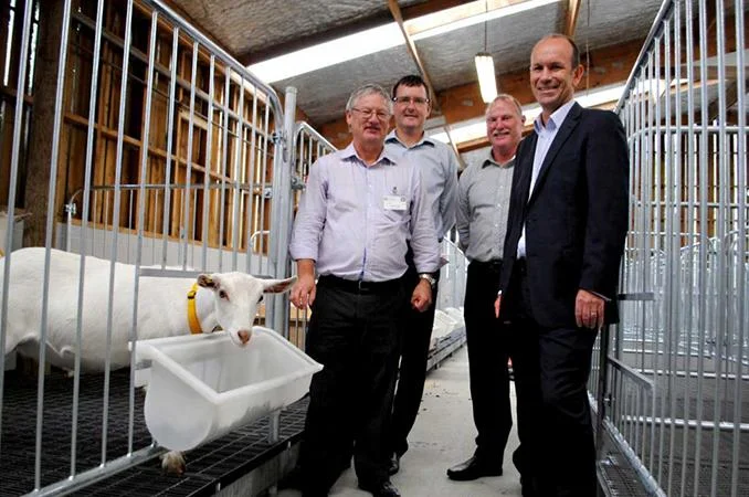 new-dairy-goat-research-gets-underway-at-ruakura.webp
