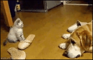 nnmn.gif