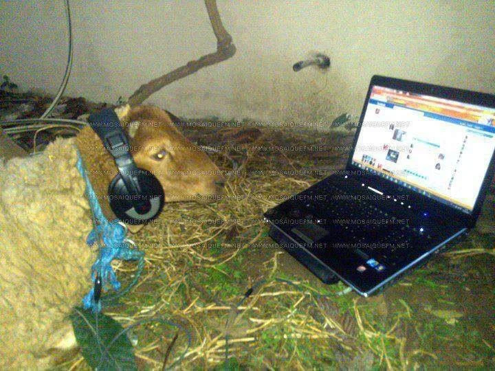 Online-Chat-Of-Funny-Goat.jpg