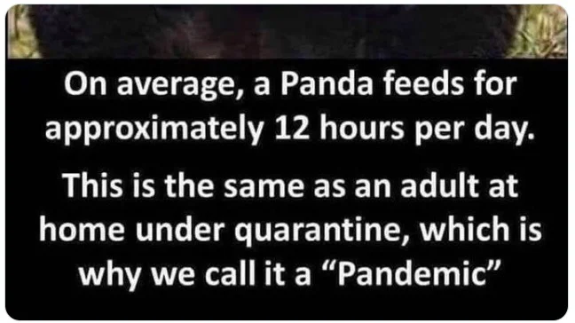 panda.webp